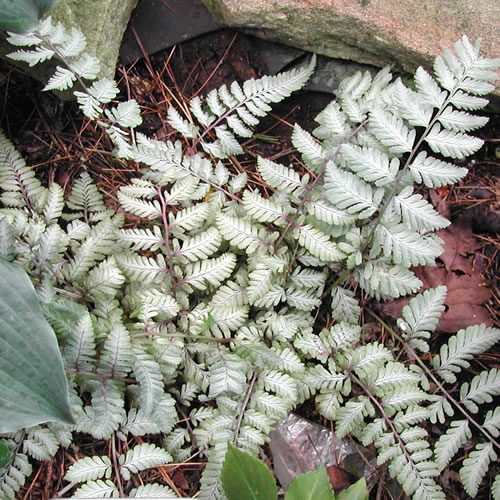 Athyrium nipponicum Silver Falls